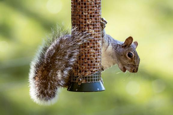 Griffin Pest Solutions Image